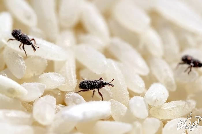 حشرات در برنج